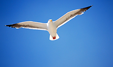 PHOTO Gull