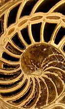 PHOTO Ammonite fossil