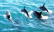 PHOTO Dolphins